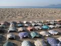 la marche des tortues - les tortues