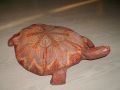 Grande tortue étoilée - les tortues